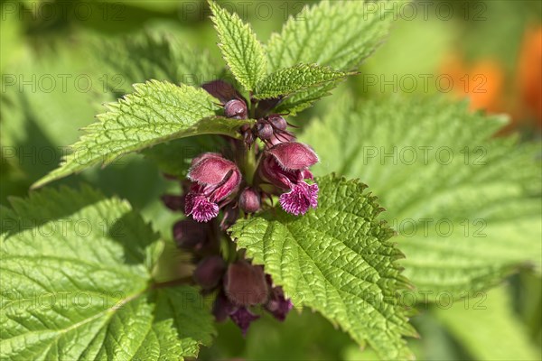 Large-flowered dead-nettle