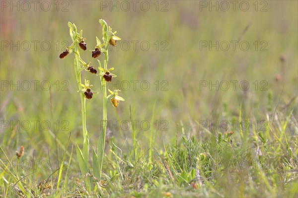 Early spider orchid