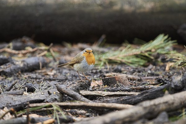 European robin