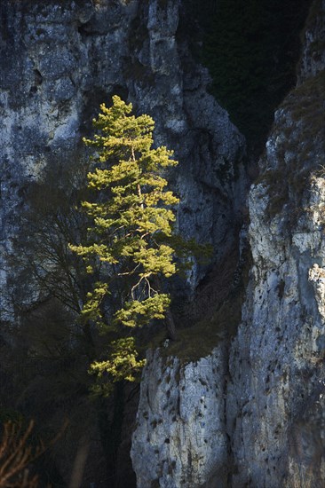 Scots pine