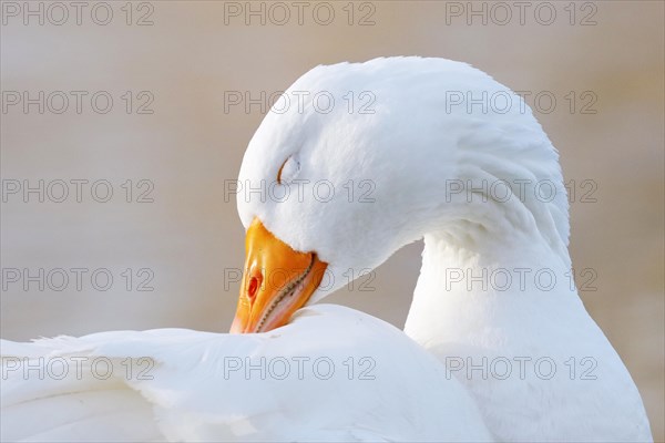 Domestic goose