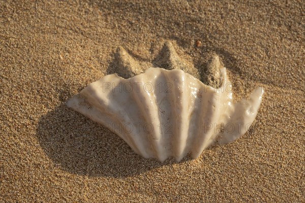 Close-up of the fossilized tridacna clam shell on a coral sand beach in the surf zone. Red Sea