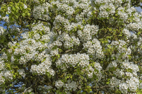Flowering pear