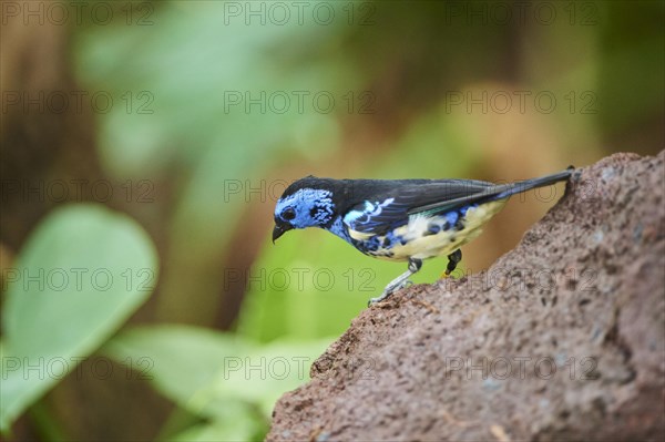 Turquoise tanager