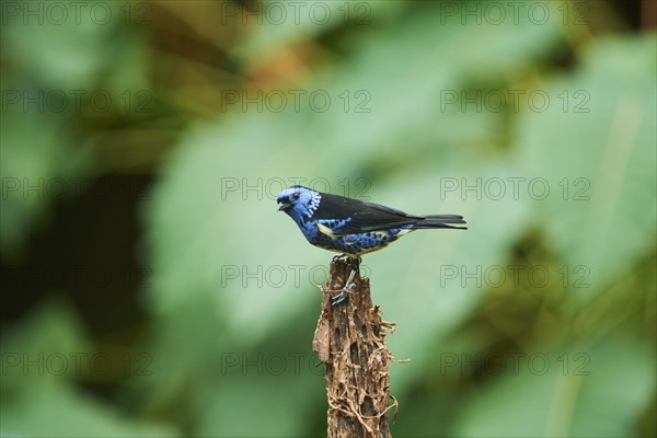 Turquoise tanager