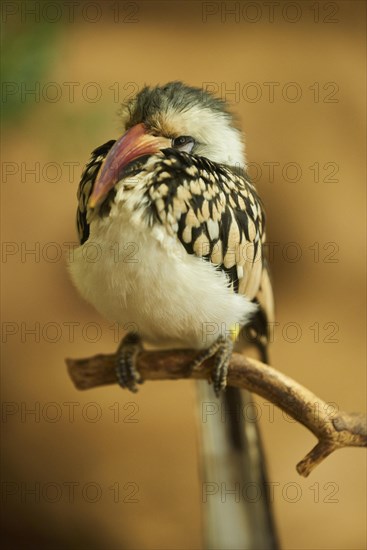 Northern red-billed hornbill