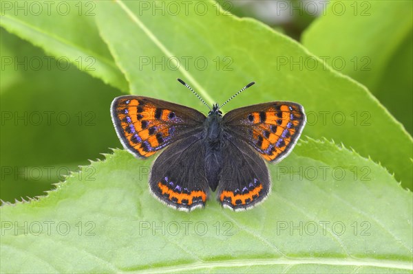 Blue iris fire butterfly