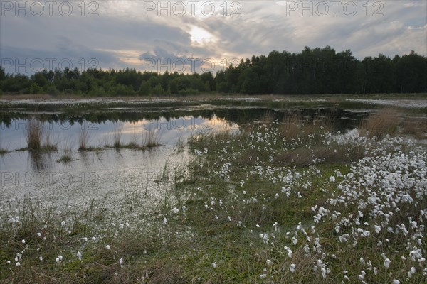 Common cottongrass