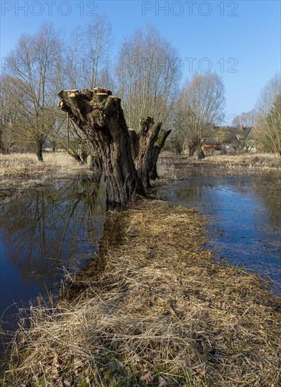 River landscape on the Elbe near Wittenberge