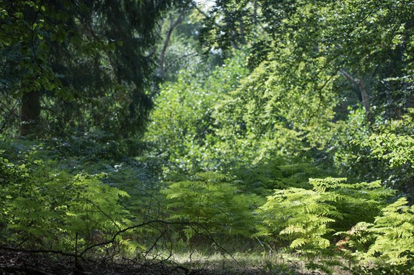 Lush undergrowth and natural regeneration in the Darss primeval forest