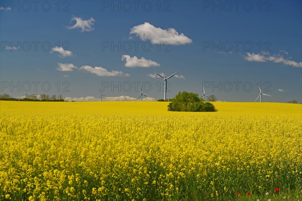 Endless rape fields