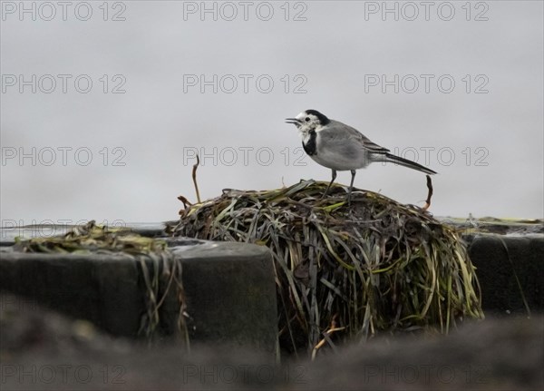 Pied Wagtail