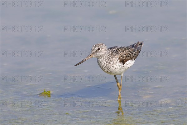 Greenshank