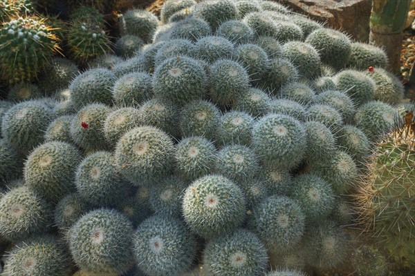 Twin spined cactus