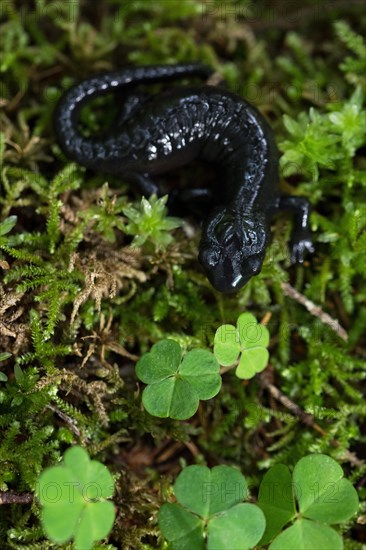 Alpine salamander