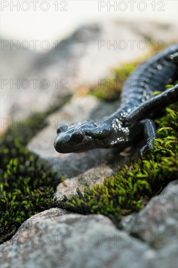 Alpine salamander