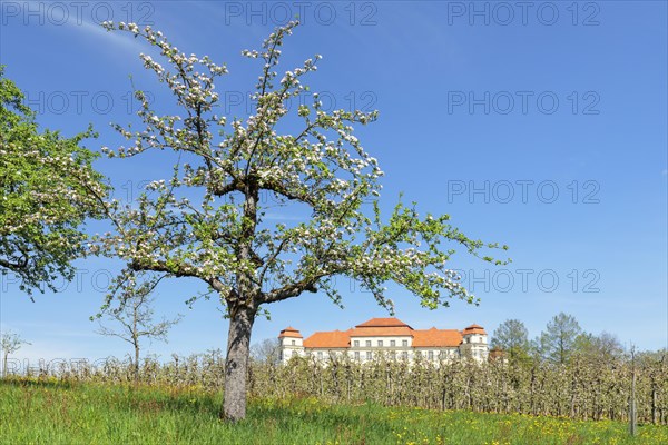 Fruit tree blossom at the New Castle