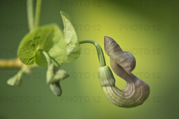 Flower of the dutchman's pipe