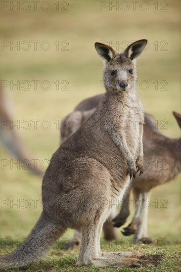 Eastern grey kangaroo