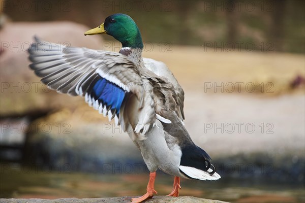 Wild duck