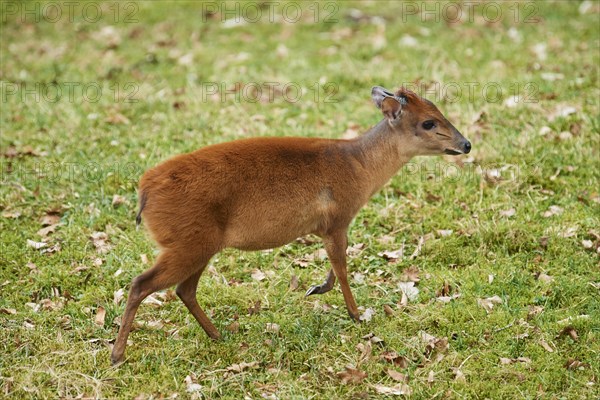 Red forest duiker