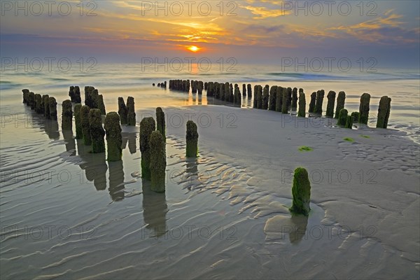Algae-covered groynes at sunset on the beach of Rantum