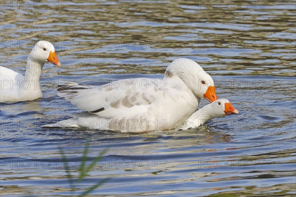 Domestic goose