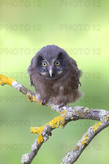 Tengmalm's Owl