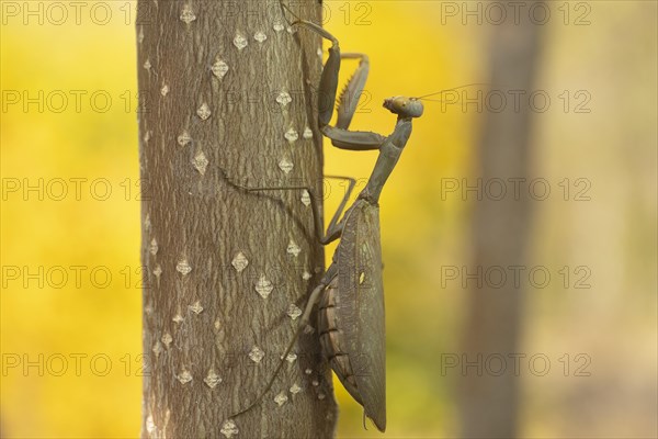 Praying mantis goes up the trunk of a tree