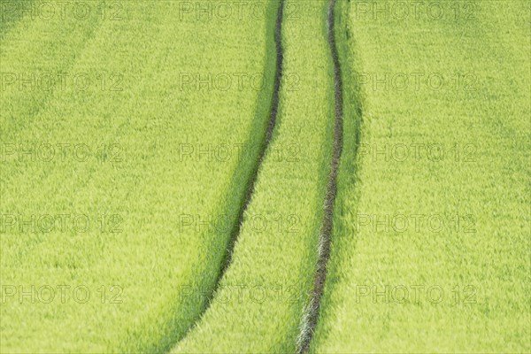 View over a grain field