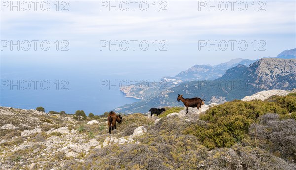 Wild goats at Cami de s'Arxiduc