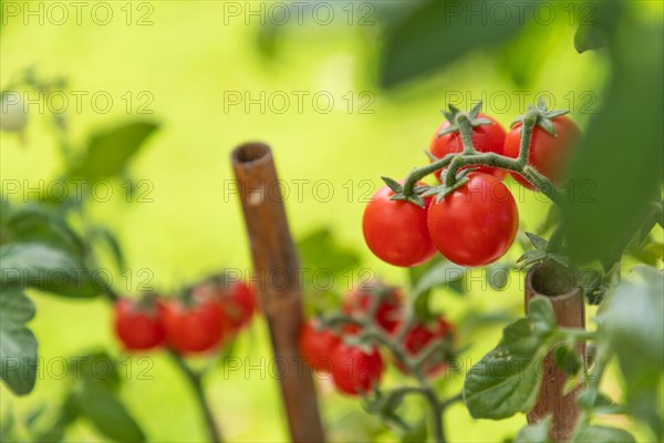 Ripe cherry tomatoes on the vine in garden