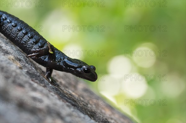 Alpine salamander