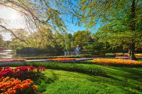 Keukenhof flower garden with blooming tulip flowerbeds. One of the world's largest flower gardens. Lisse