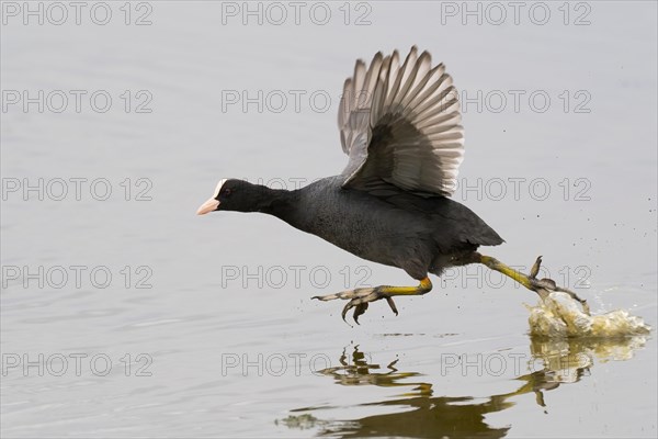 Common coot