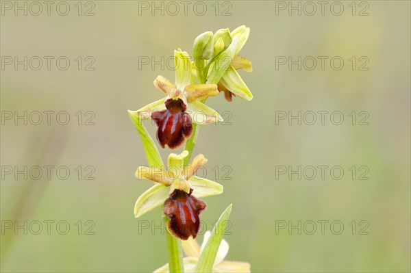 Early spider orchid