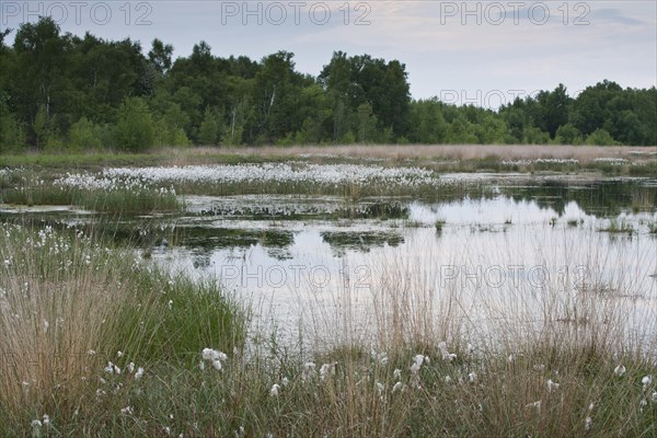 Common cottongrass