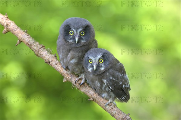 Tengmalm's Owl