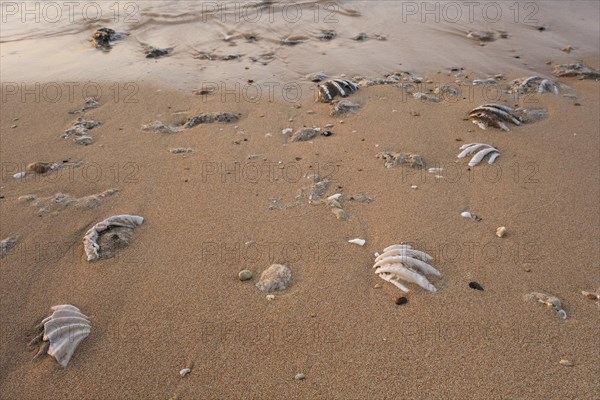 Fossilized tridacna clam shell on a coral sand beach in the surf zone. Red Sea