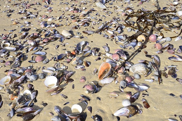 Shells on the beach