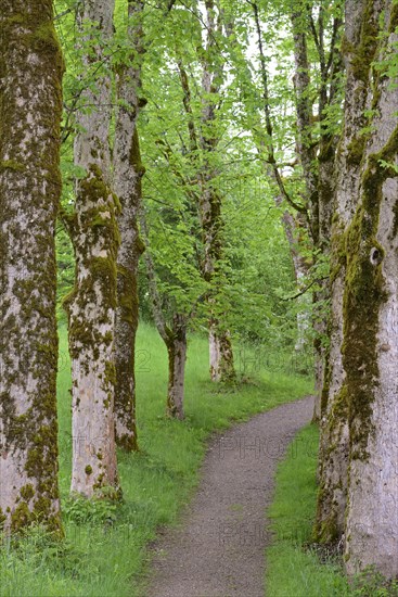 Tree avenue with heavily mossy mountain maple trees
