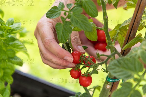 Woman picking ripe cherry tomatoes on the vine in the garden