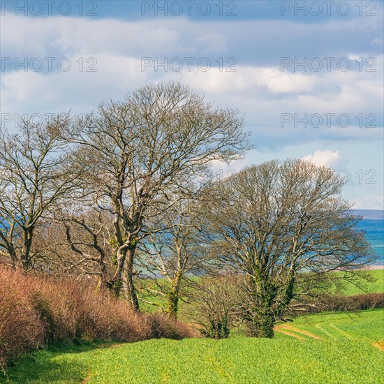 Trees and Fields