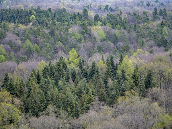 Baeume im Naturpark Schoenbuch bei Herrenberg