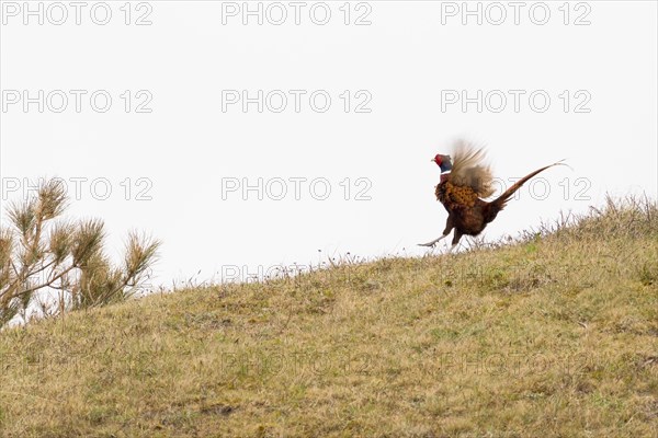 Courting Hunting Pheasant