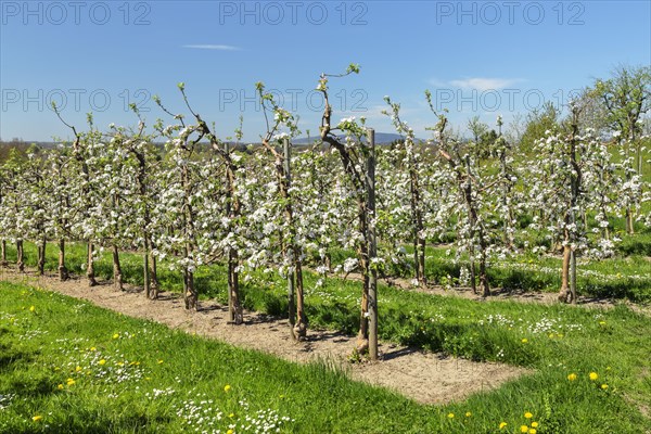 Fruit tree blossom near Tettnang