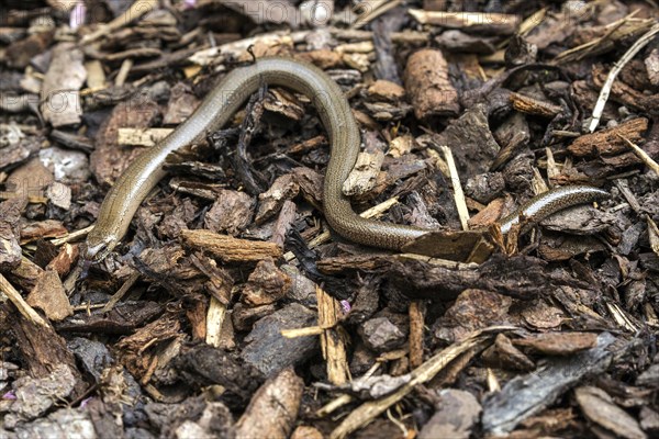 Slow worm