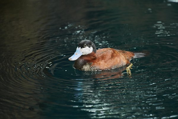 Ruddy duck