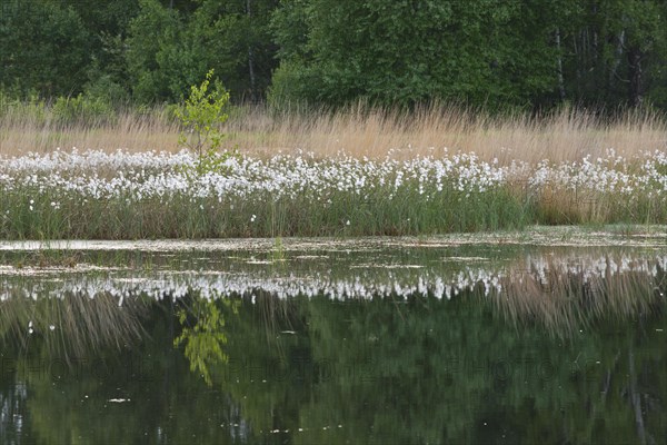 Common cottongrass