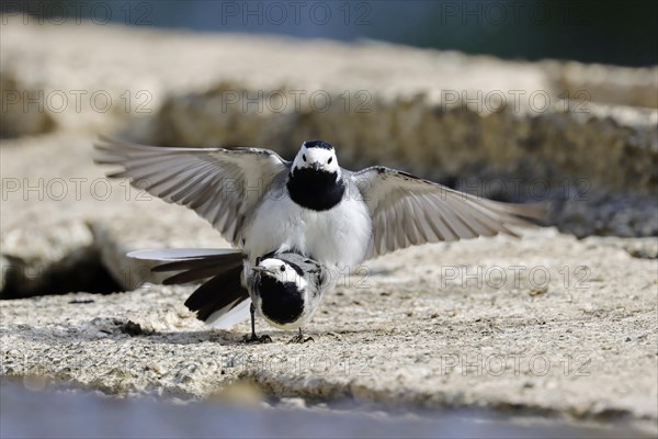 Pied Wagtail